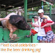 Meet local celebrities - like the beer drinking pig!
